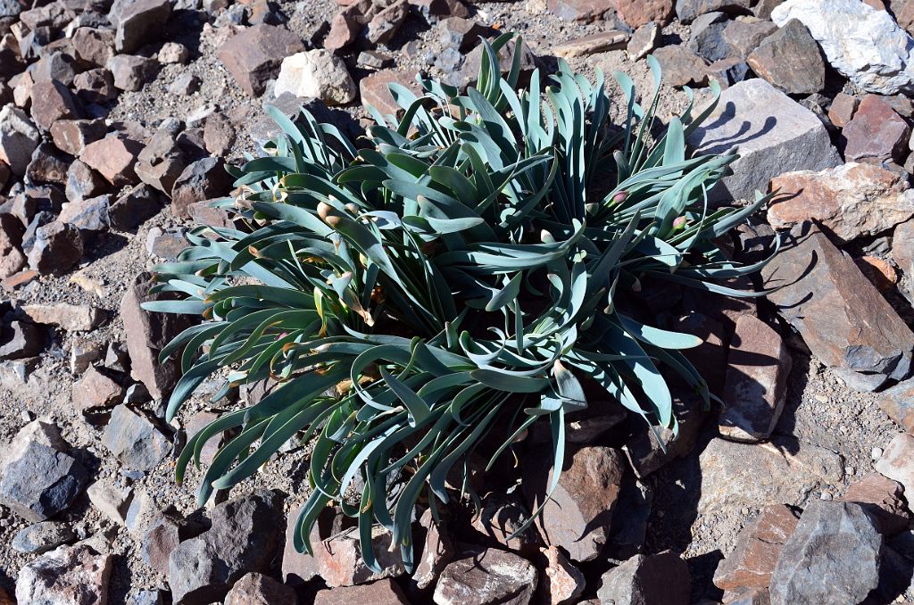 12 Green Plant Near Gasherbrum North Base Camp in China